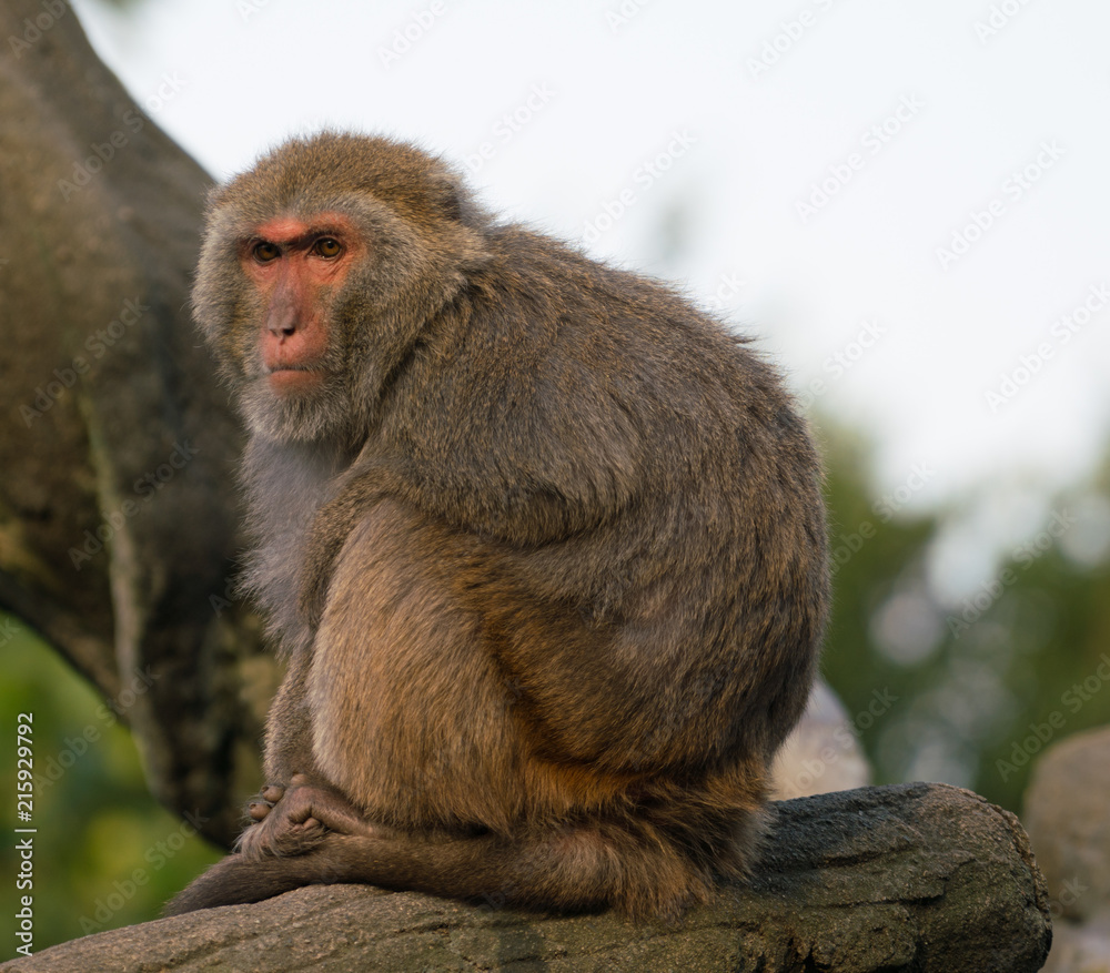 Formosan rock macaque monkey
