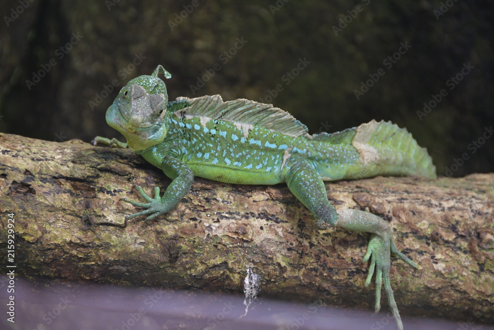 Obraz premium Safari