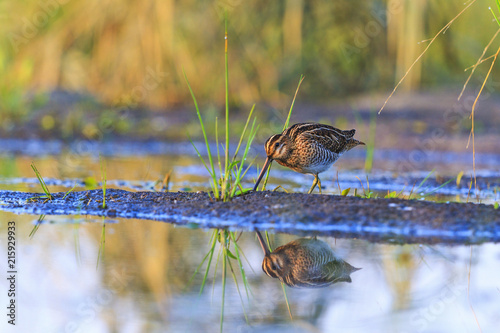 snipe looking for insects in the morning swamp photo