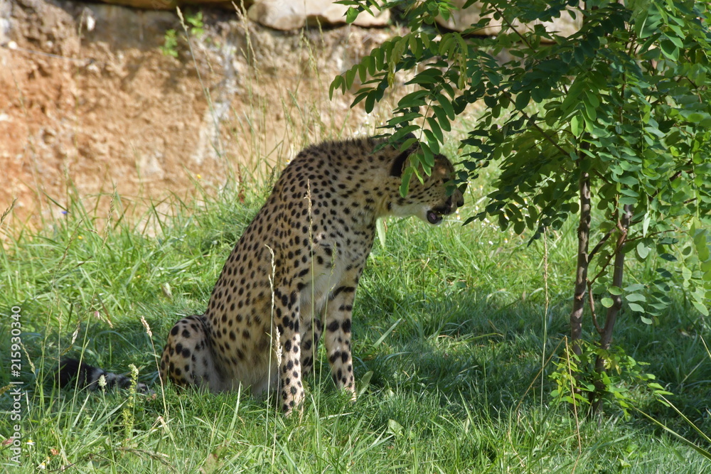 Obraz premium Safari