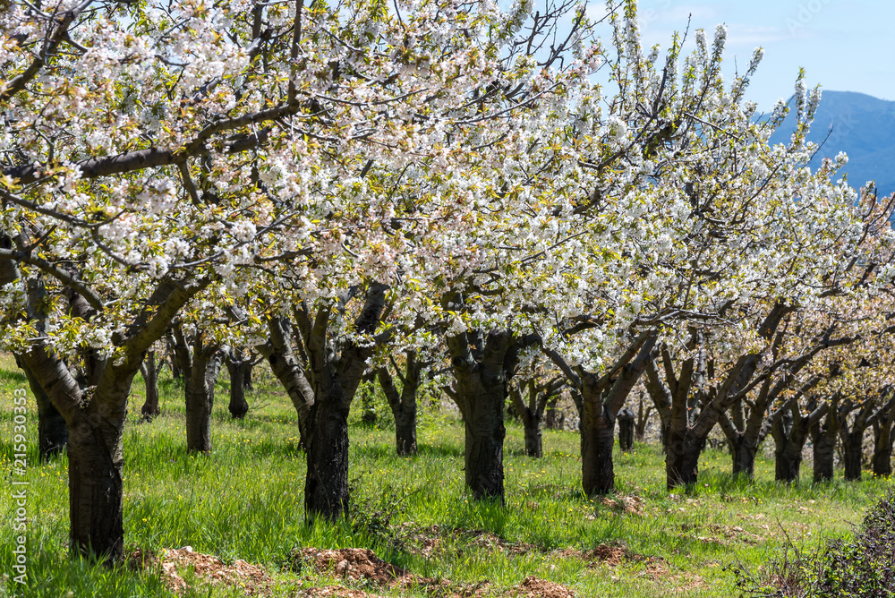 Cherry blossoms, Caderechas valley, Spain Cherry blossoms, Caderechas valley, Spain