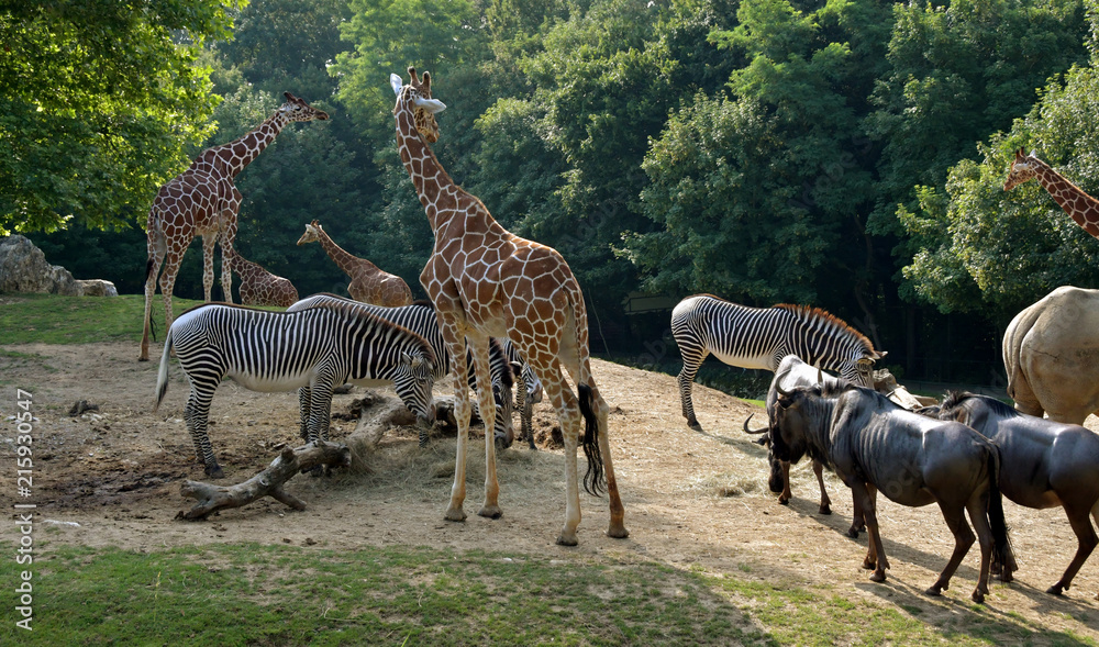 safari safari