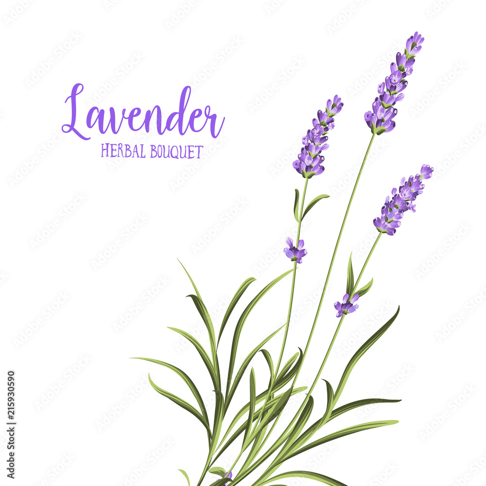 Naklejka premium Bunch of lavender flowers on a white background. Vector illustration.