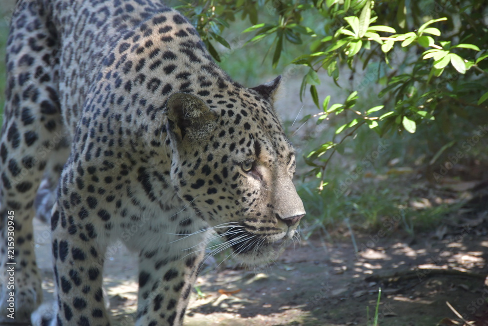 Naklejka premium safari