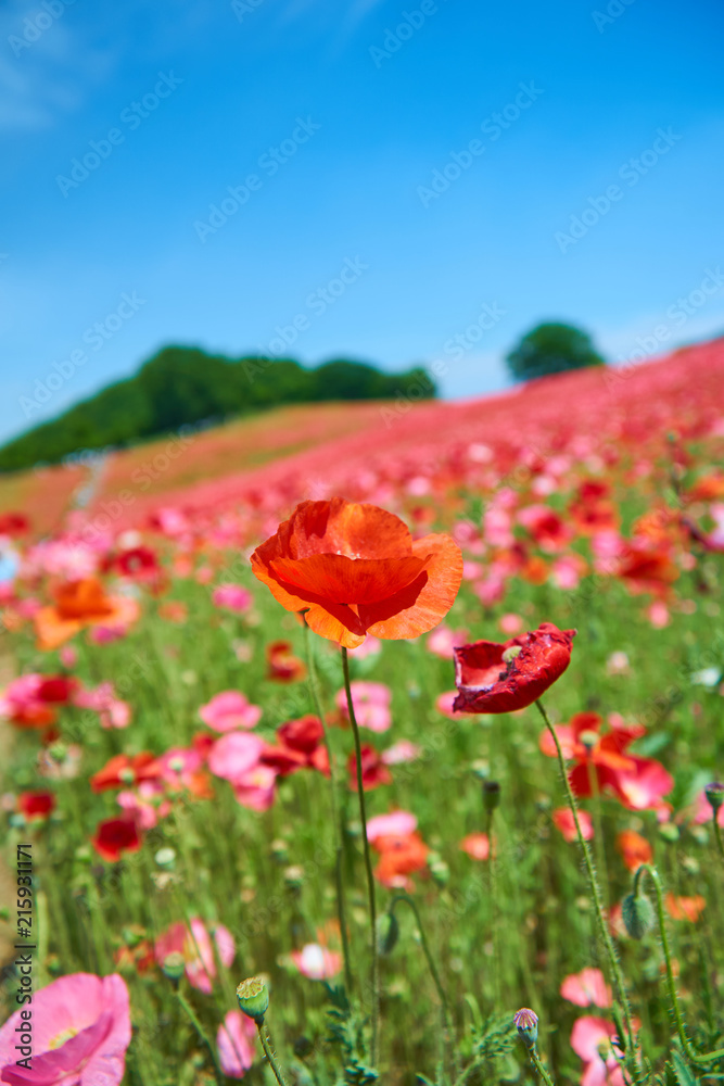 Obraz premium 天空のポピー 花畑