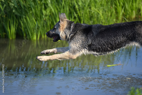 Sheepdog jumps into the water photo