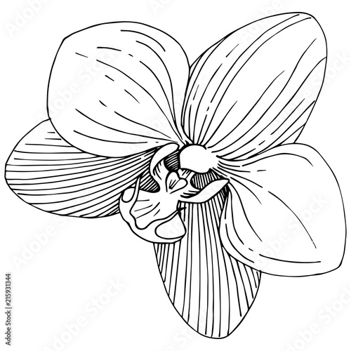 Orchid flower in a vector style isolated. Full name of the plant: orchid. Vector flower for background, texture, wrapper pattern, frame or border.
