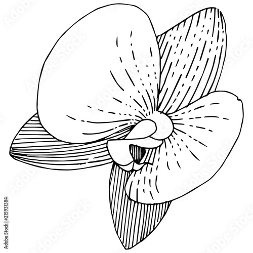 Orchid flower in a vector style isolated. Full name of the plant: orchid. Vector flower for background, texture, wrapper pattern, frame or border.