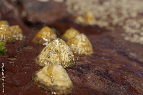 group of limpets on the beach (Patella vulgata) covered with barnacles