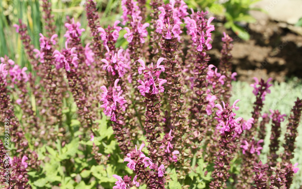 Fototapeta premium Bunch of salvia blossoms. Purple. 