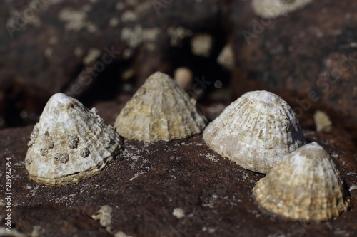 limpet (Patella vulgata) covered with barnacles