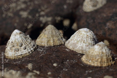 limpets attached to rocks