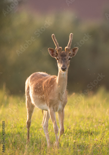 Portrait of Sika deer