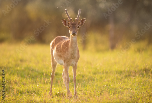 Beautiful young deer at sunset