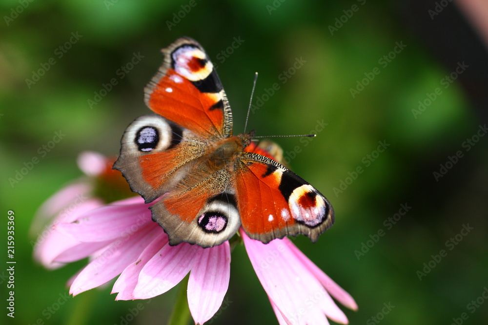 Schmetterling an rosa farbener Blüte