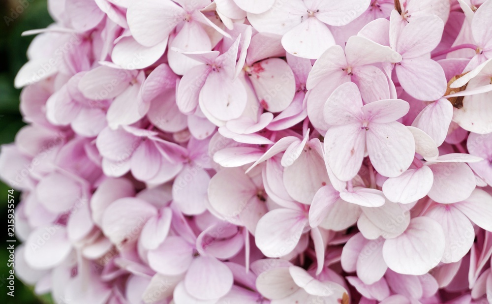 Pink Hydrangea background