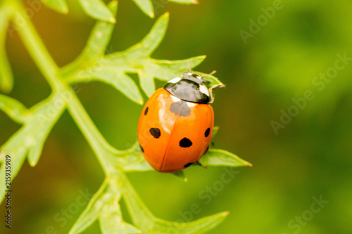 Ladybird photo