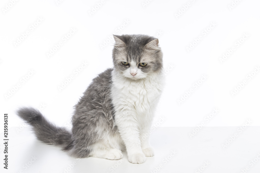 mix persian cat