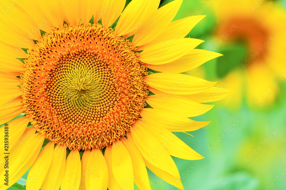 ヒマワリの花 ヒマワリの花