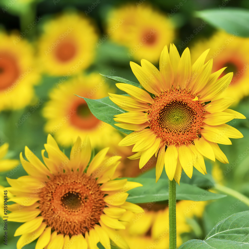 Obraz premium ヒマワリの花