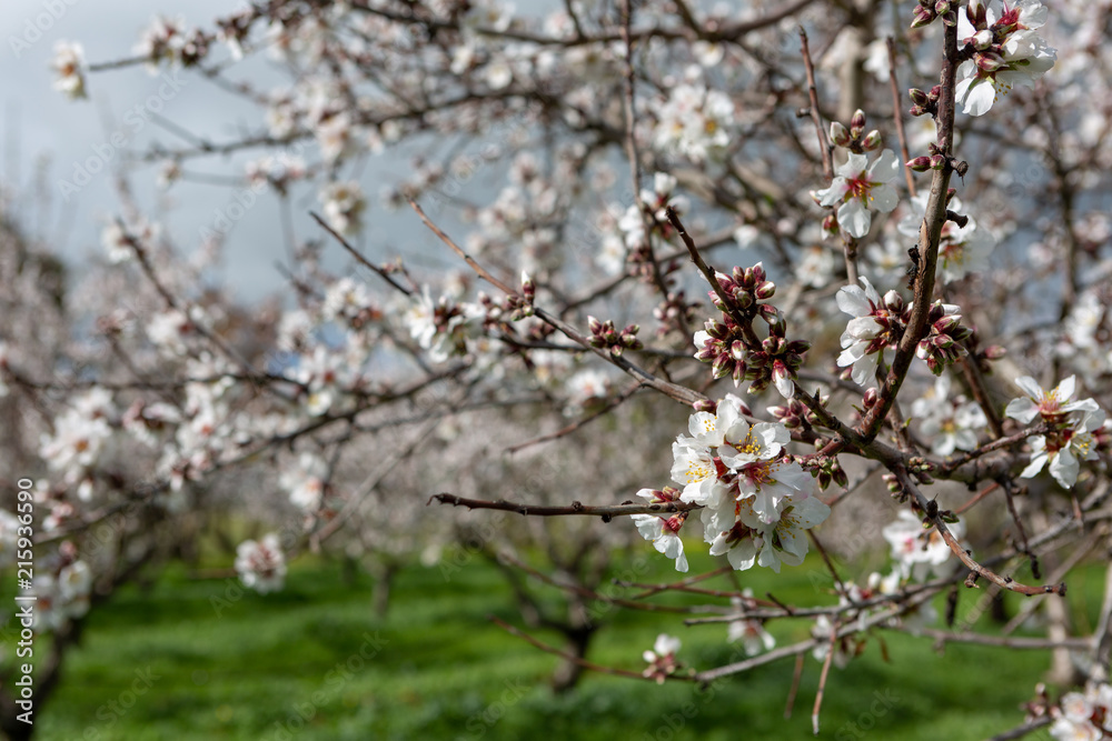 Obraz premium Beautiful white and pink almond flowers in Willunga South Australia on 1st August 2018