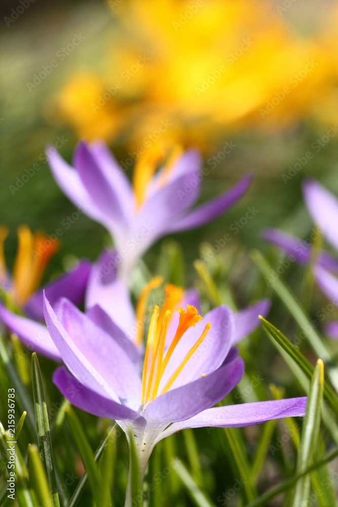Fototapeta Wczesne kwiaty w wiosennym słońcu