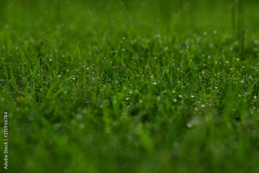 green fresh and new natural grass with dew water drops on it