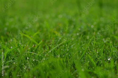 green fresh and new natural grass with dew water drops on it