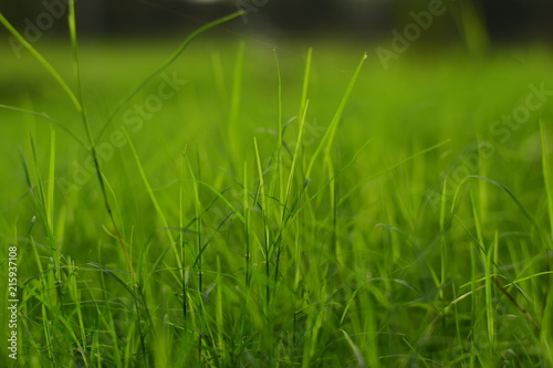 green fresh and new natural grass
