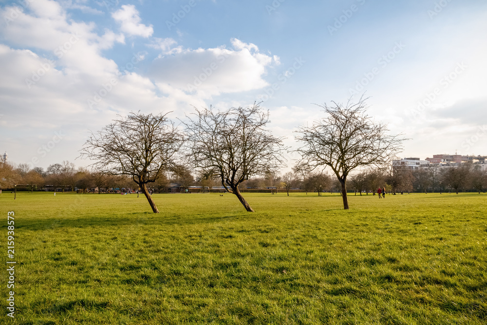 Early spring, leafless trees in Primrose hill park in London