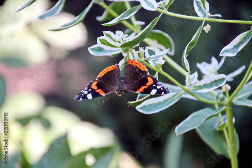 Бабочка в саду
