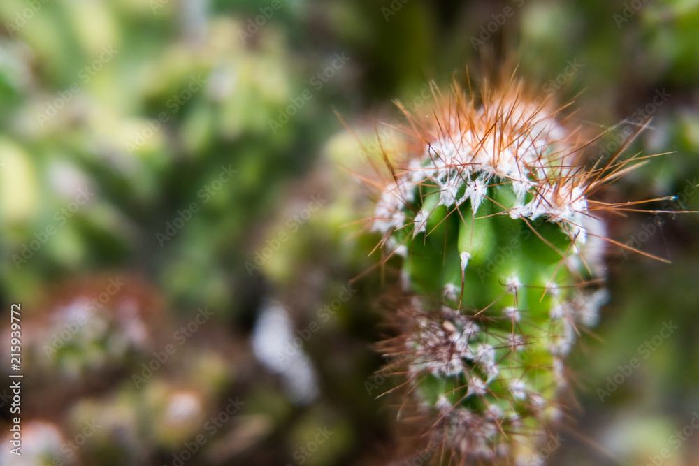 Small cactus close-up with red thorns. Small cactus close-up with red thorns.