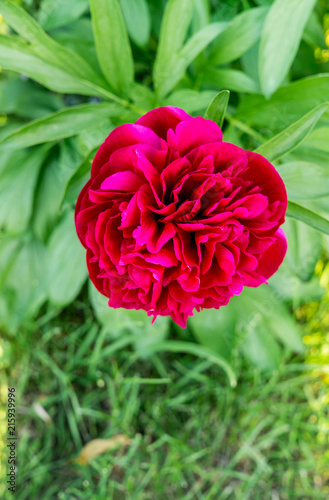 A flower of a red peony with a garden in summer photo