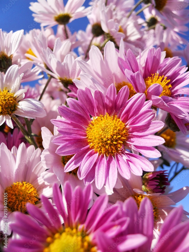 菊の花 菊の花