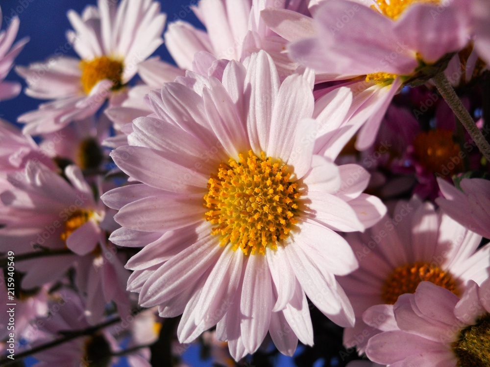 Obraz premium 菊の花