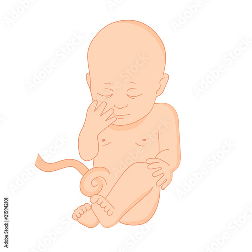 vector illustration of a baby in the womb on a white background