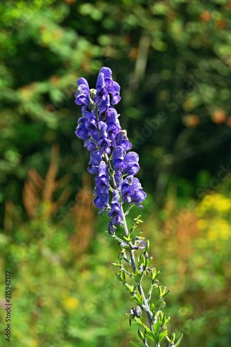 Flowering blue plant  Aconitum firmum subsp. moravicum