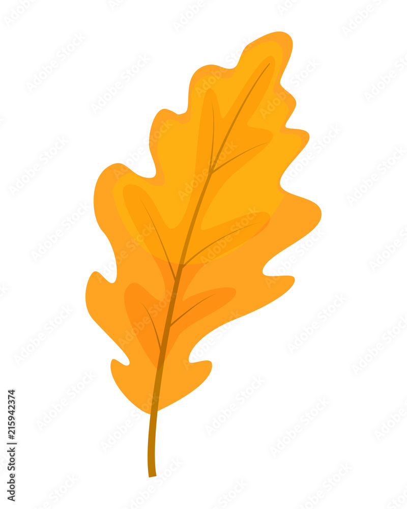 Fototapeta premium Colorful oak leaf vector illustration isolated on white backgrou