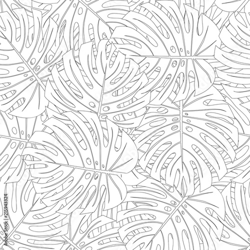Philodendron Monstera Leaf Outline White Background