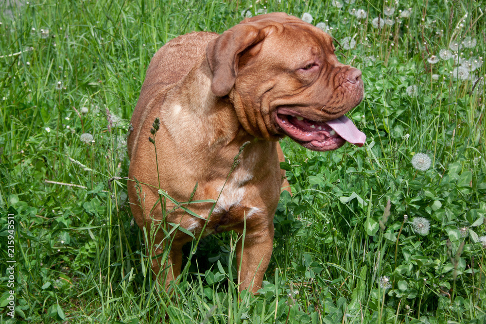 Cute bordeaux mastiff puppy is standing in a green grass.