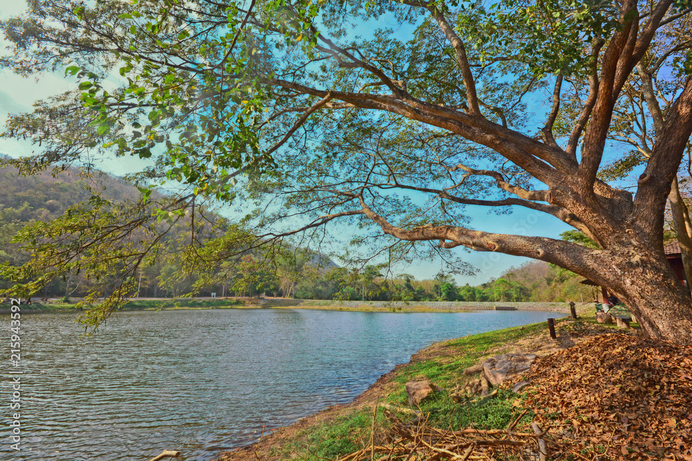 Landscape of big tree beside reservoir at Samlan national park, Saraburi, Thailand