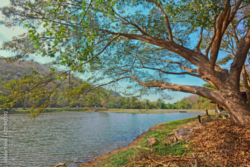 Fototapeta Naklejka Na Ścianę i Meble -  Landscape of big tree beside reservoir at Samlan national park, Saraburi, Thailand