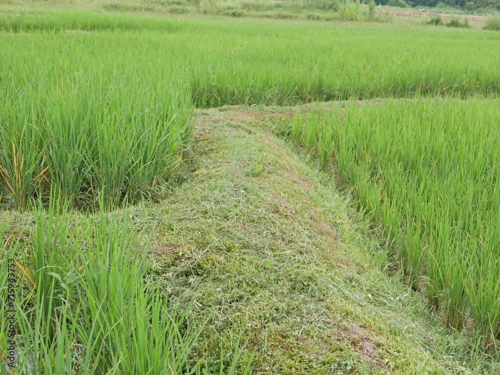 Typical walking path and embankment made of clay laying across a paddy field in the North of Thailand Typical walking path and embankment made of clay laying across a paddy field in the North of Thailand