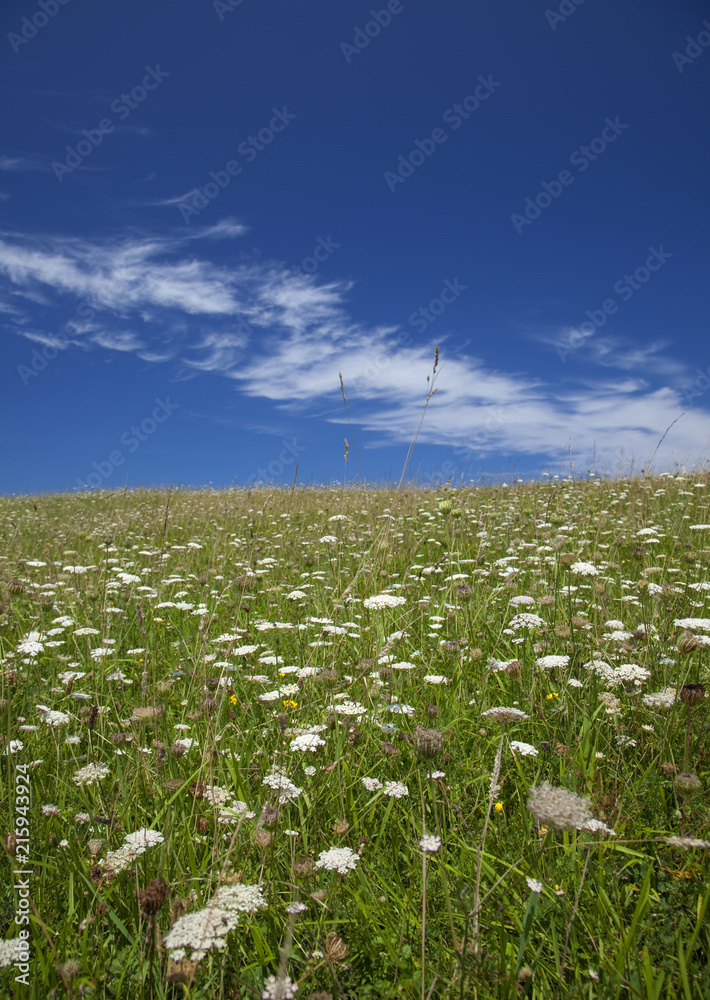 Queen Anne lace field Queen Anne lace field