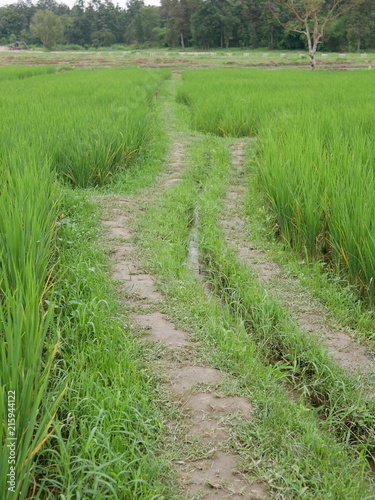 Typical walking path and embankment made of clay laying across a paddy field in the North of Thailand