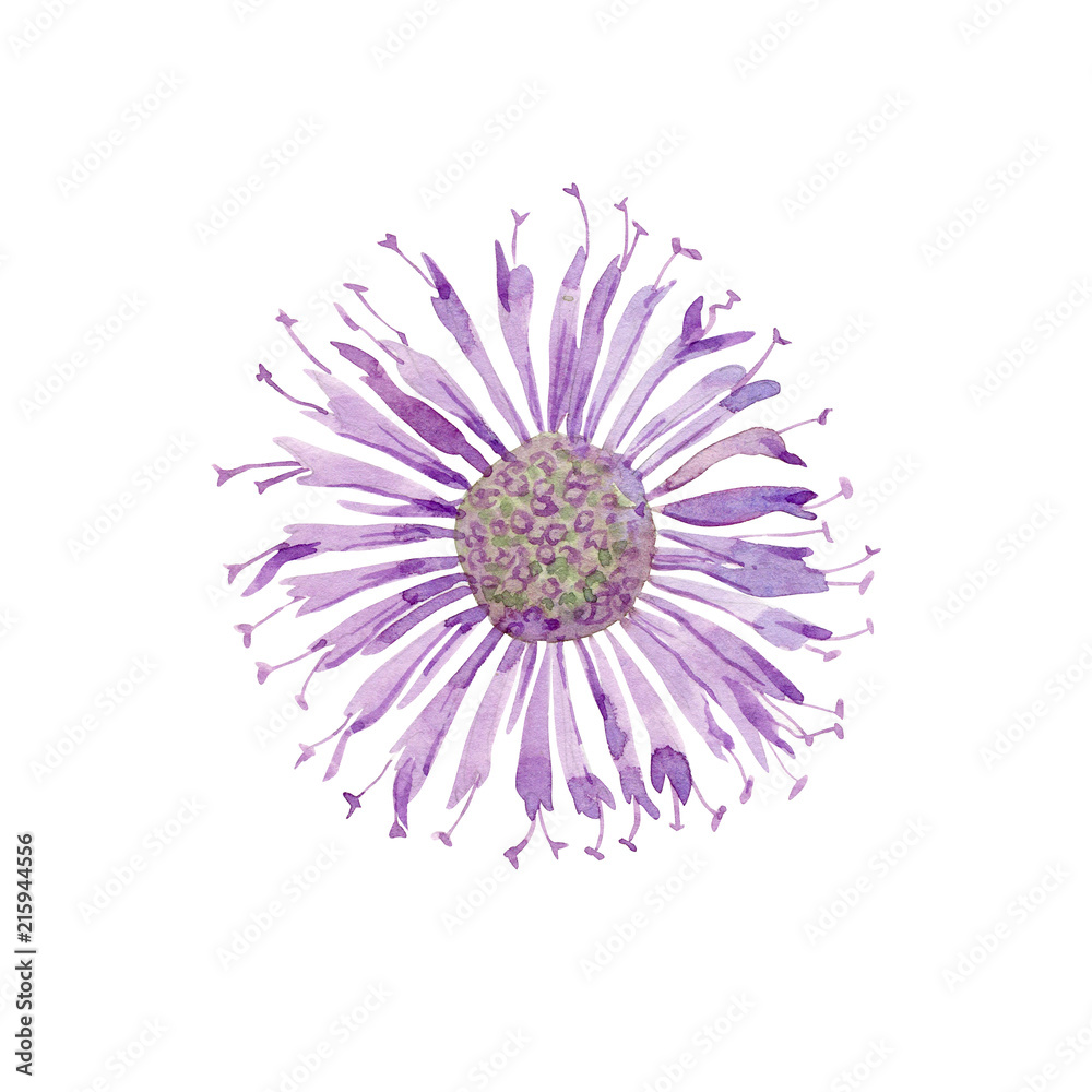 Obraz premium bergamot flower