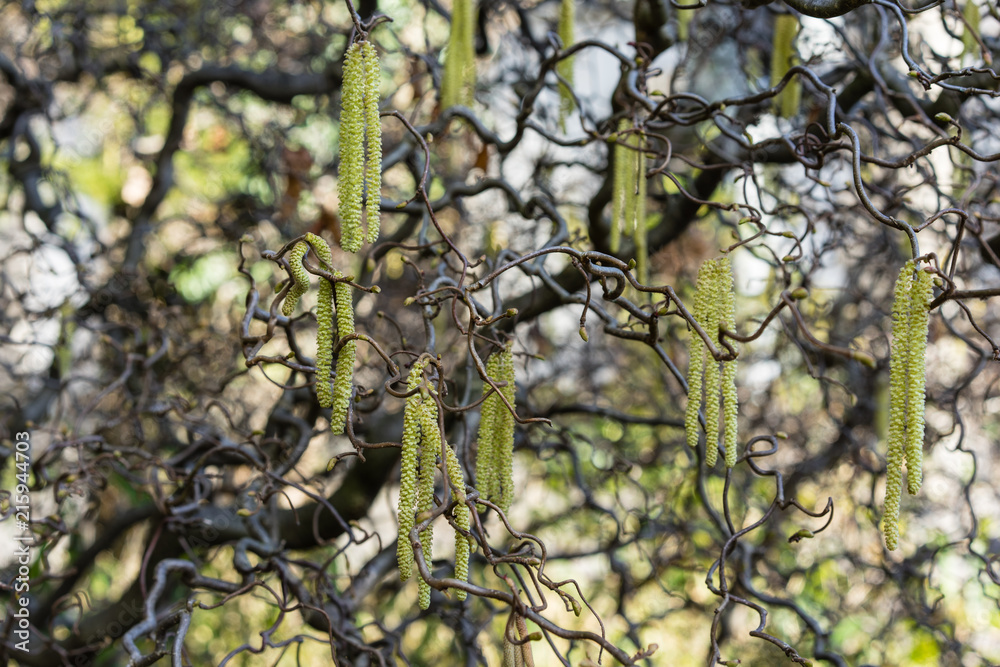 close up of corkscrew hazel also known as corylus avellana contorta close up of corkscrew hazel also known as corylus avellana contorta