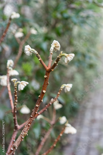 Edgeworthia chrysantha inflorescence, oriental paper bush photo