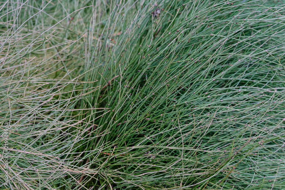 fragile plant, ephedra equisetina from china fragile plant, ephedra equisetina from china