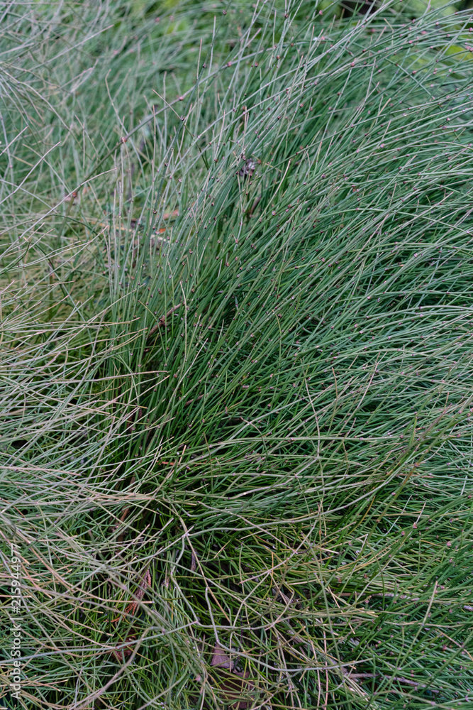 fragile plant, ephedra equisetina from china fragile plant, ephedra equisetina from china